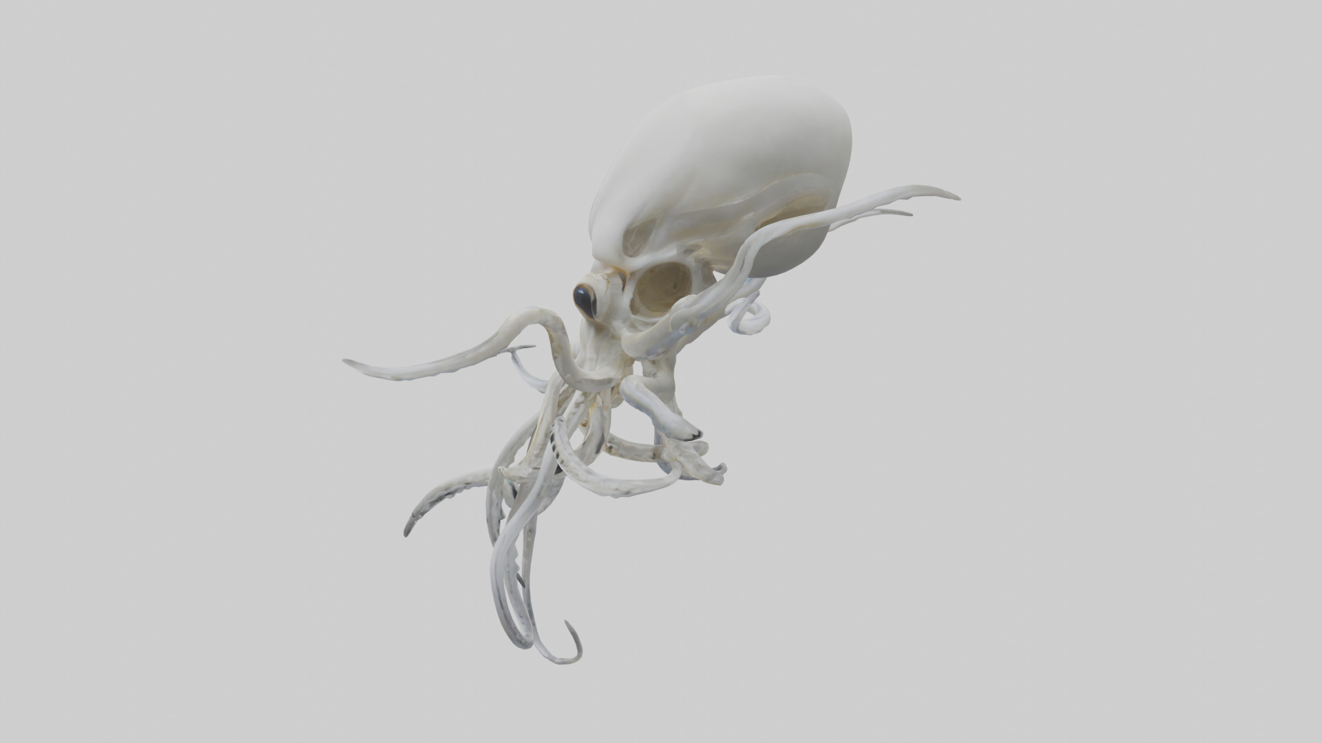 Squid Skeleton model 3D model_12