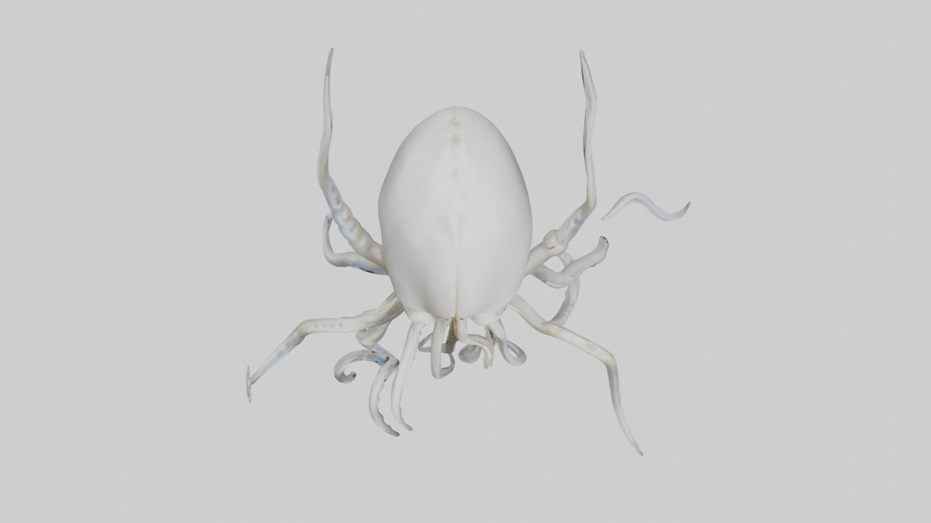 Squid Skeleton model 3D model_14