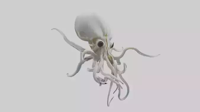 Squid Skeleton model