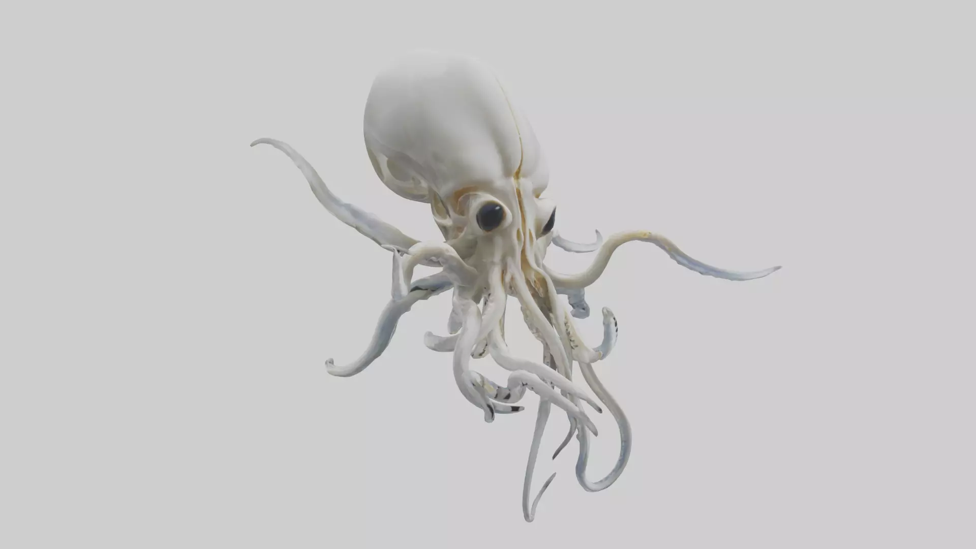 Squid Skeleton model 3D model_0