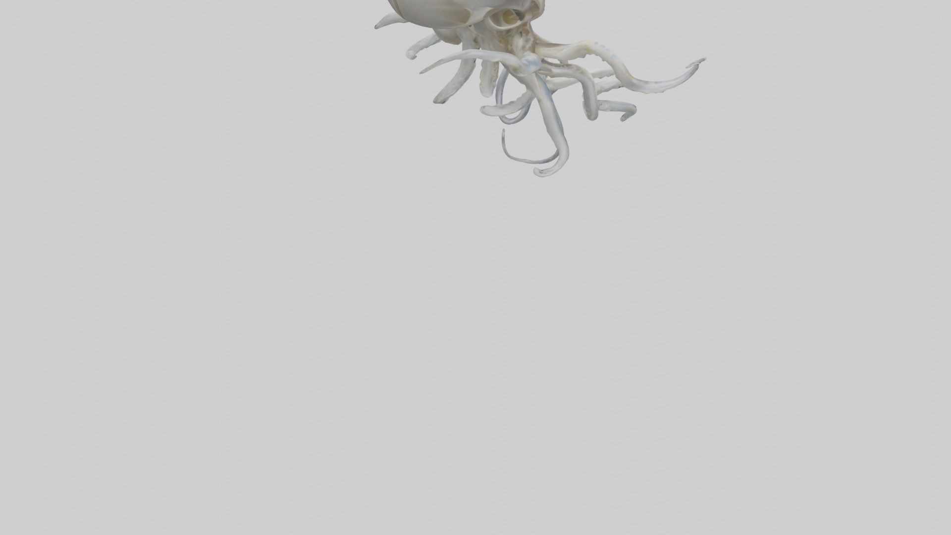 Squid Skeleton model 3D model_5