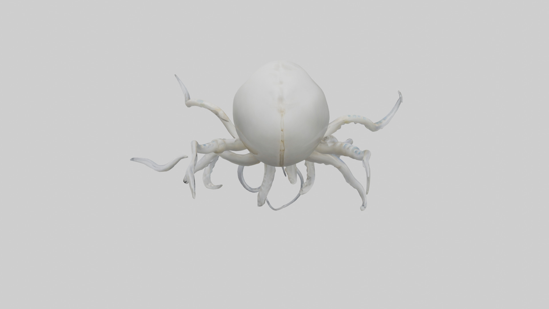 Squid Skeleton model 3D model_15