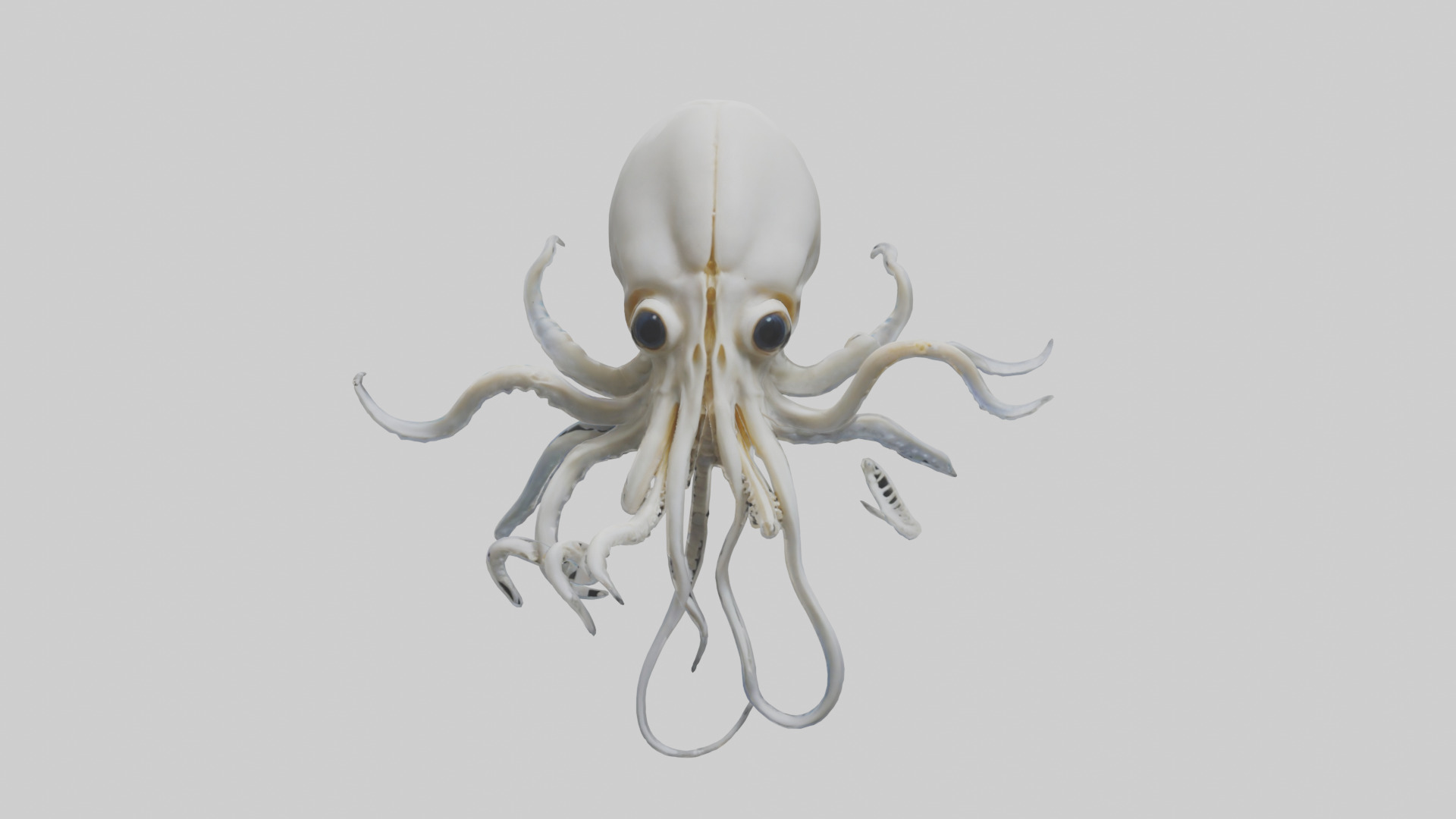 Squid Skeleton model 3D model_9