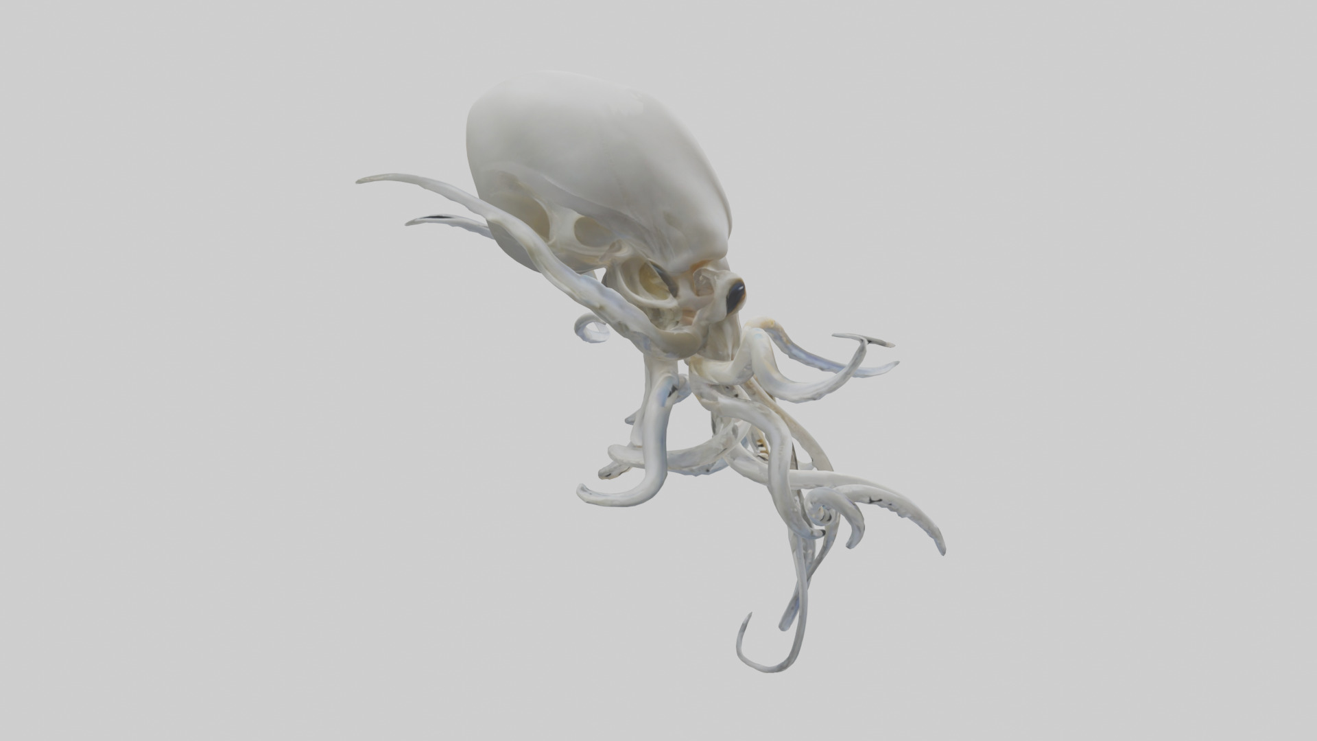 Squid Skeleton model 3D model_13