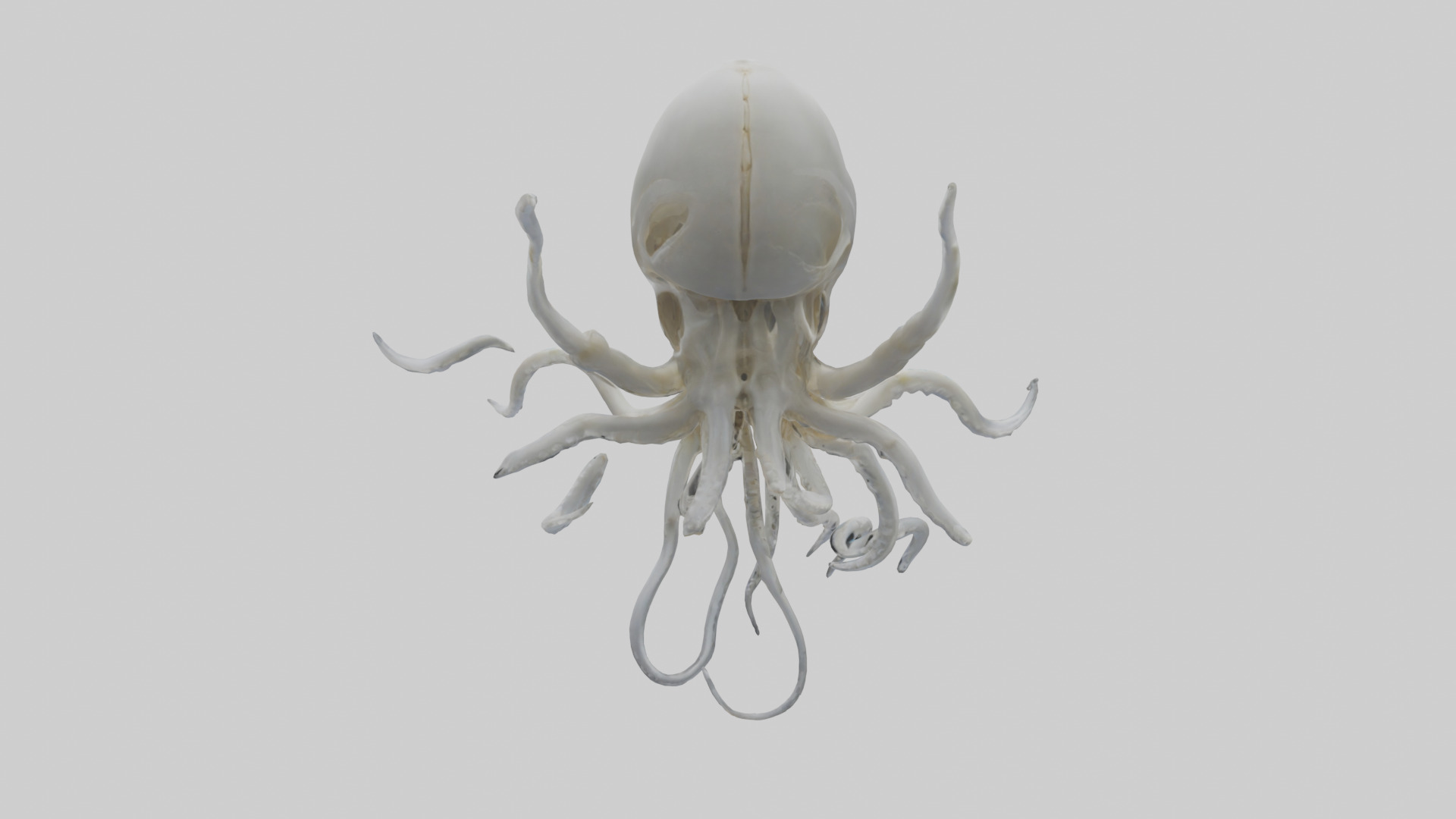 Squid Skeleton model 3D model_1