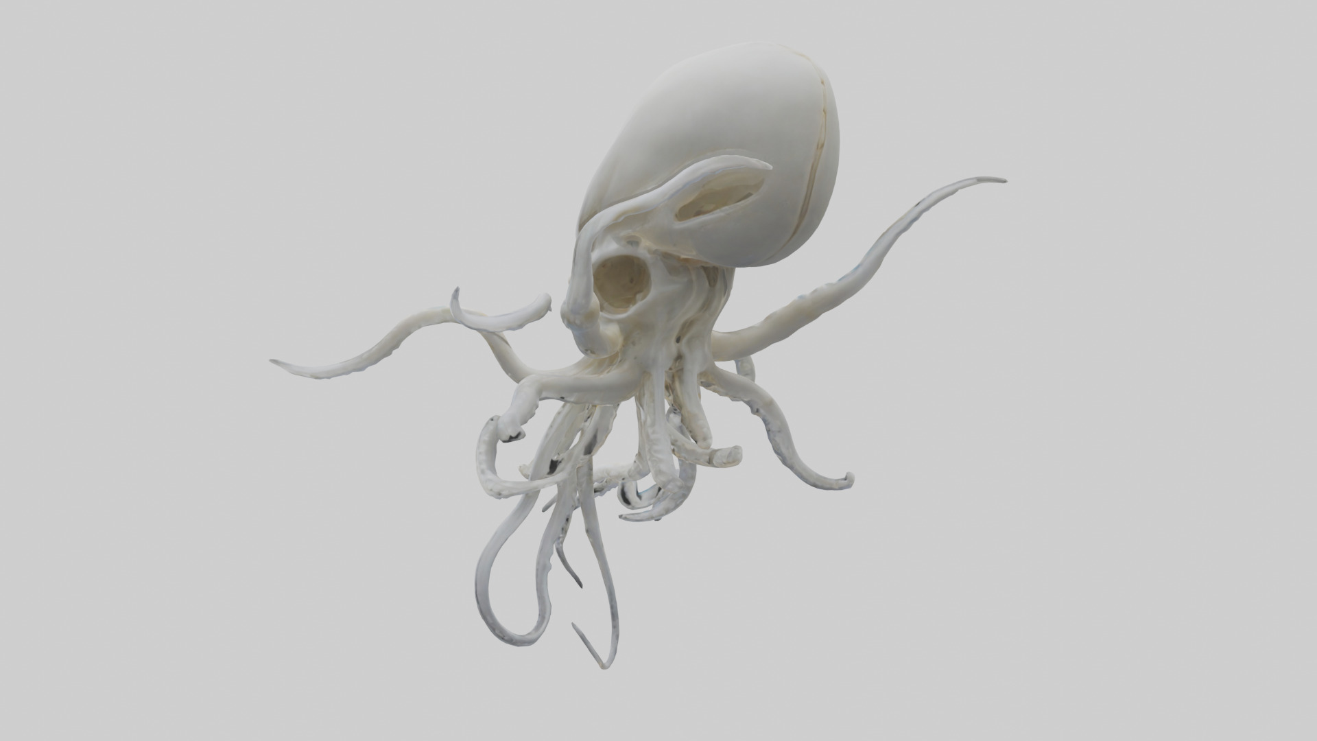 Squid Skeleton model 3D model_2
