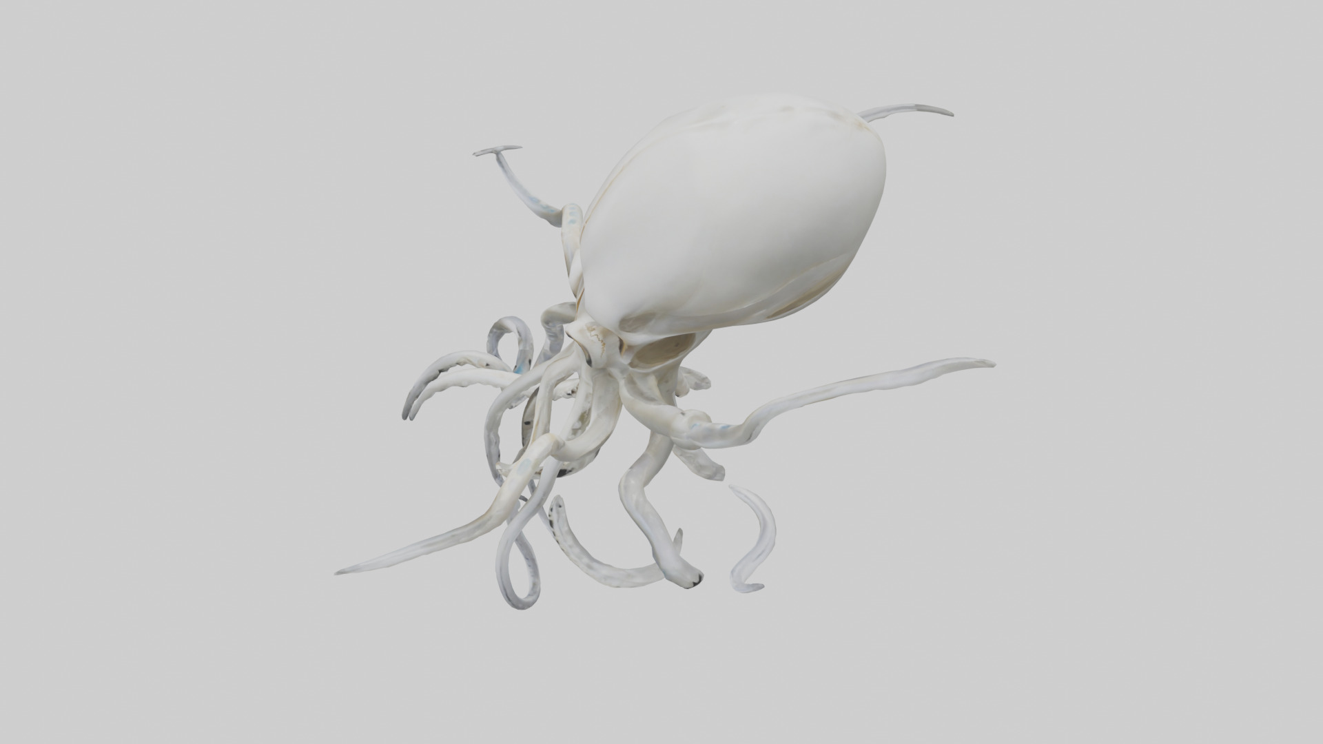 Squid Skeleton model 3D model_17