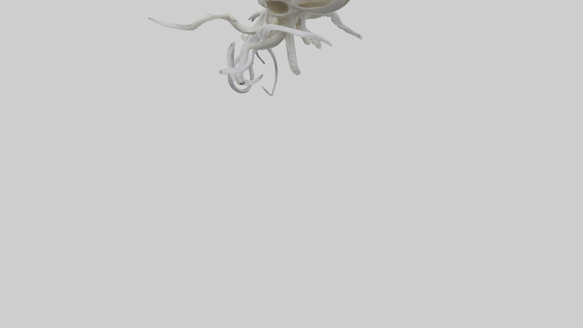Squid Skeleton model 3D model_4