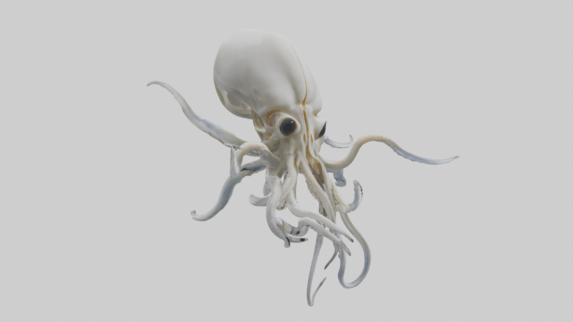 Squid Skeleton model 3D model_11