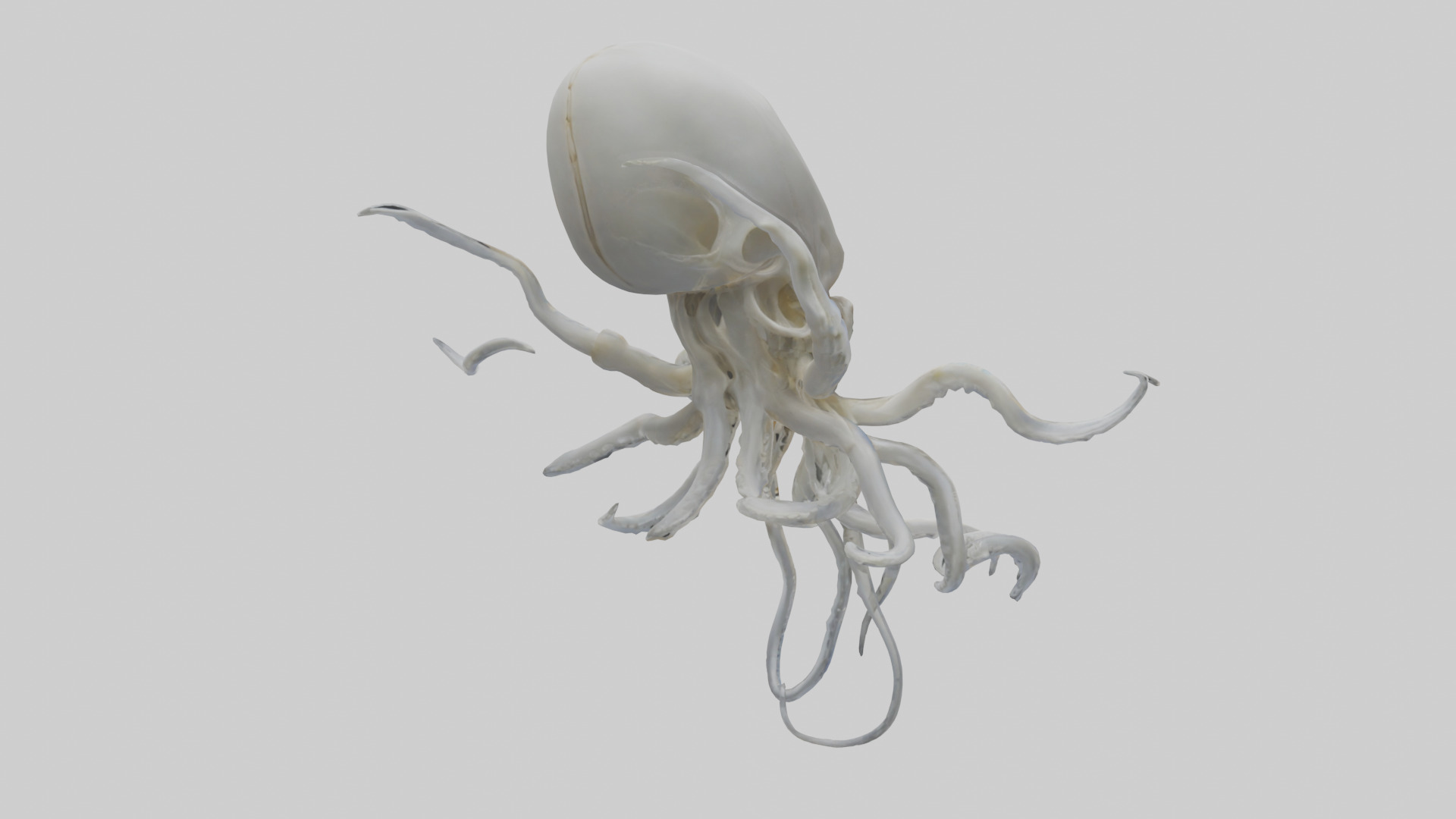 Squid Skeleton model 3D model_3