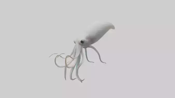 Squid swimming model