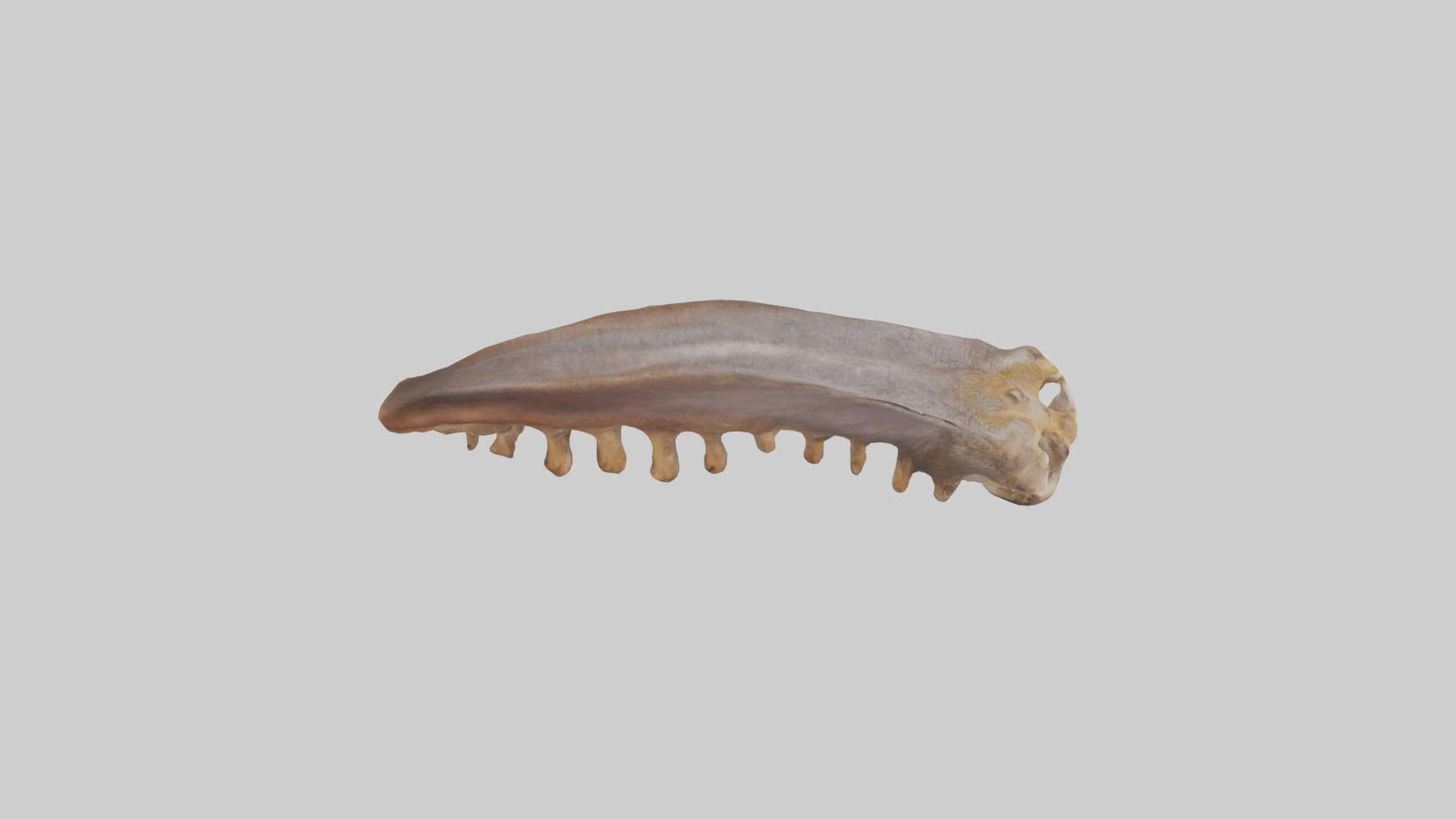 Squirrel Rib 3D model_18