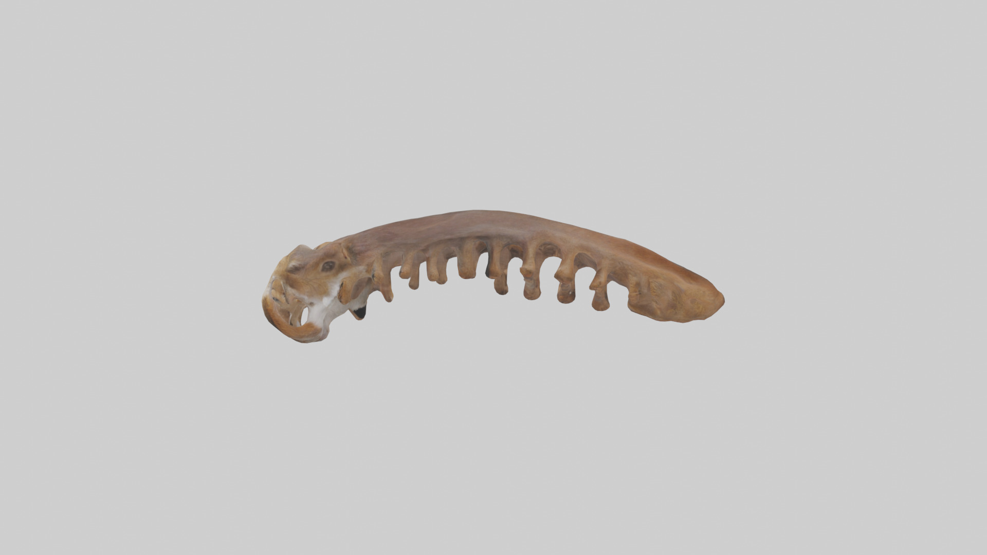 Squirrel Rib 3D model_12