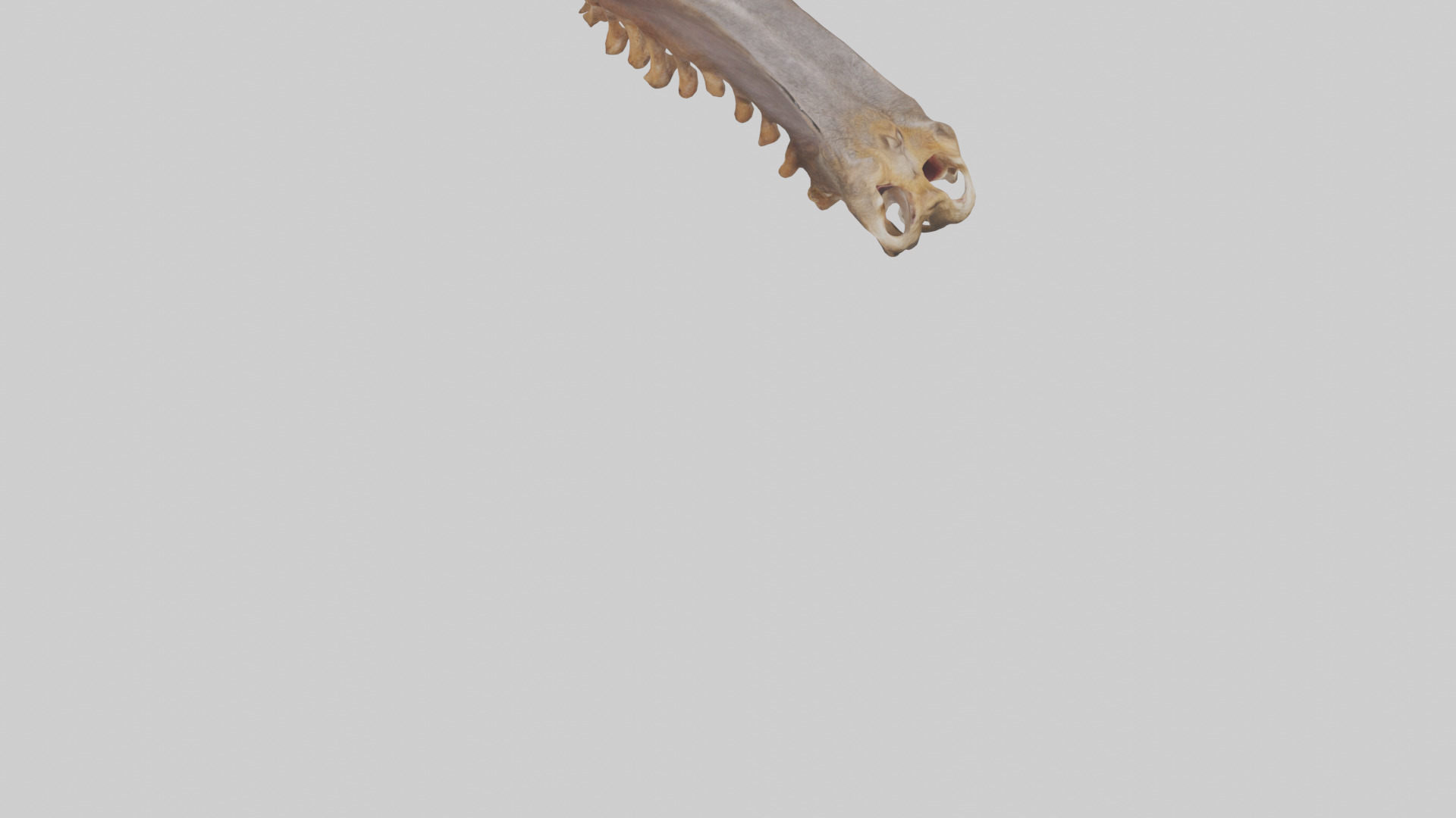 Squirrel Rib 3D model_6