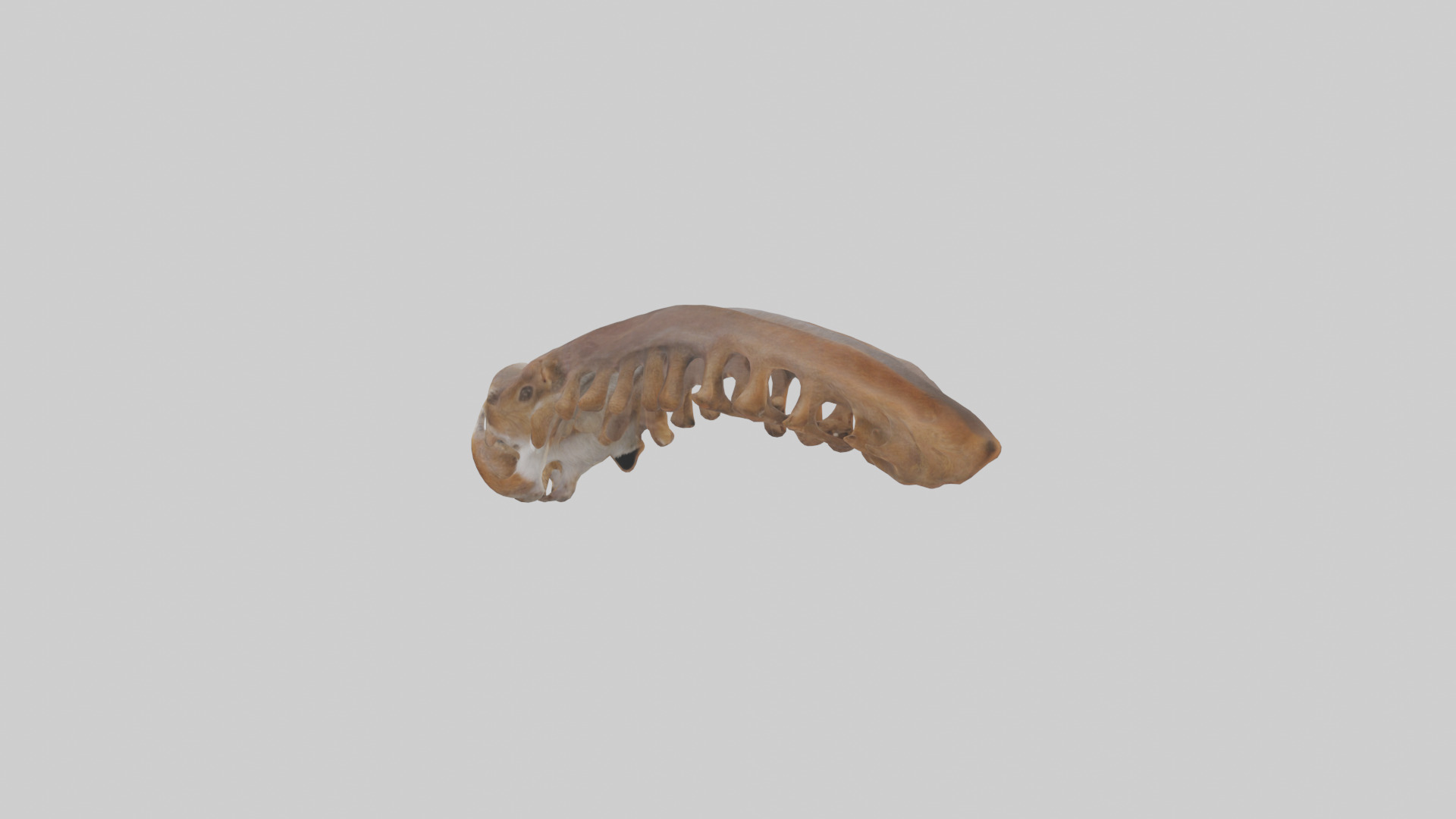 Squirrel Rib 3D model_2