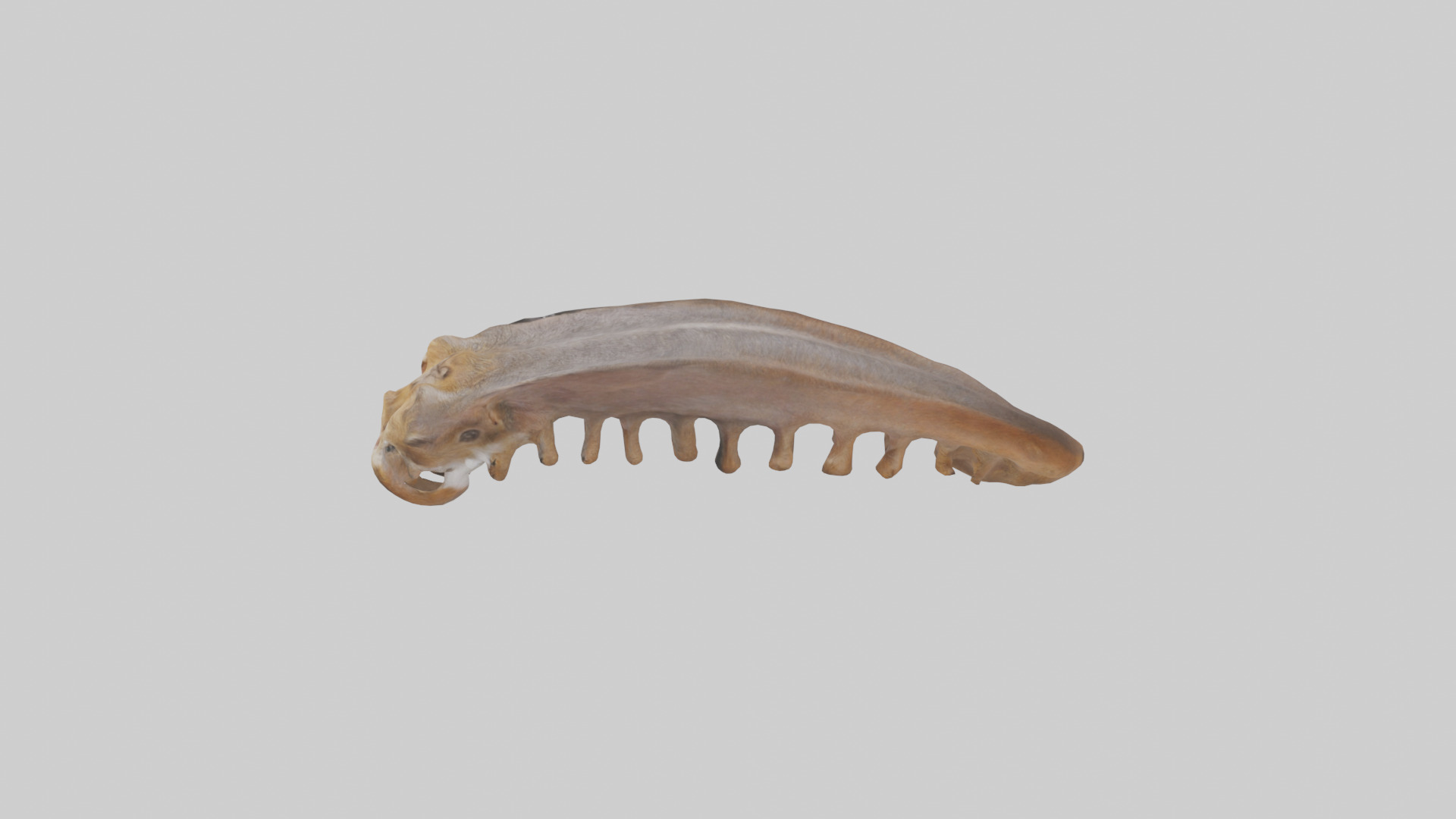 Squirrel Rib 3D model_17