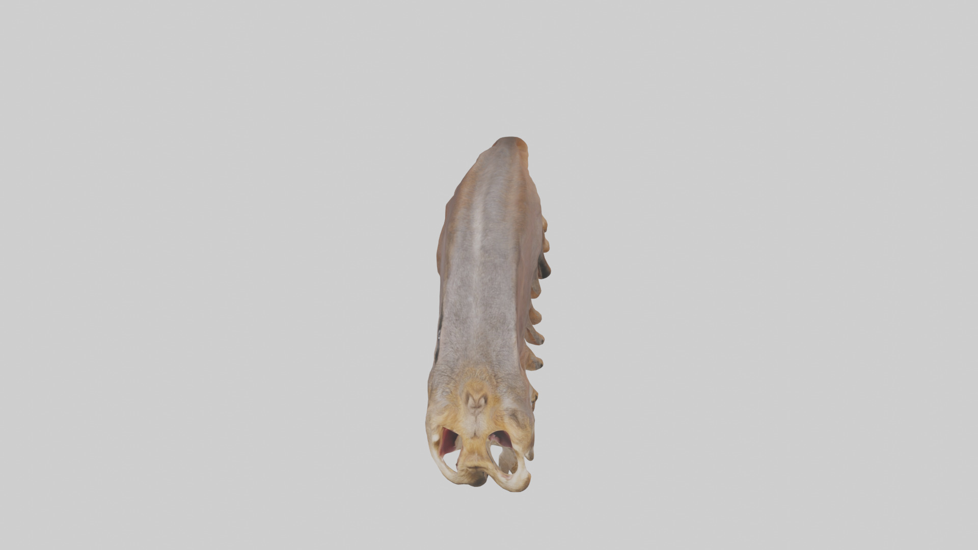 Squirrel Rib 3D model_16