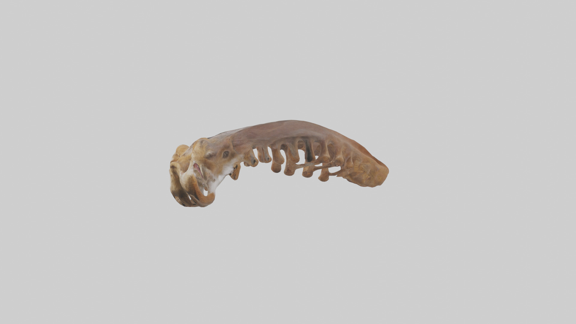 Squirrel Rib 3D model_10