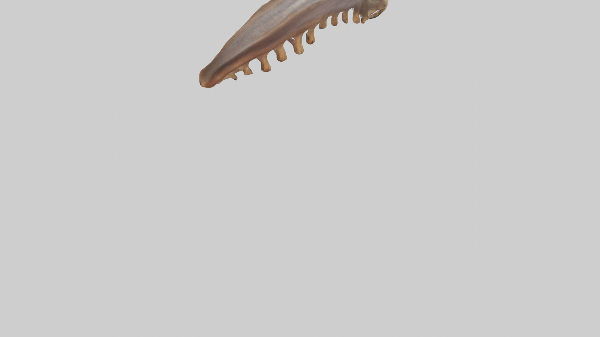 Squirrel Rib 3D model_4