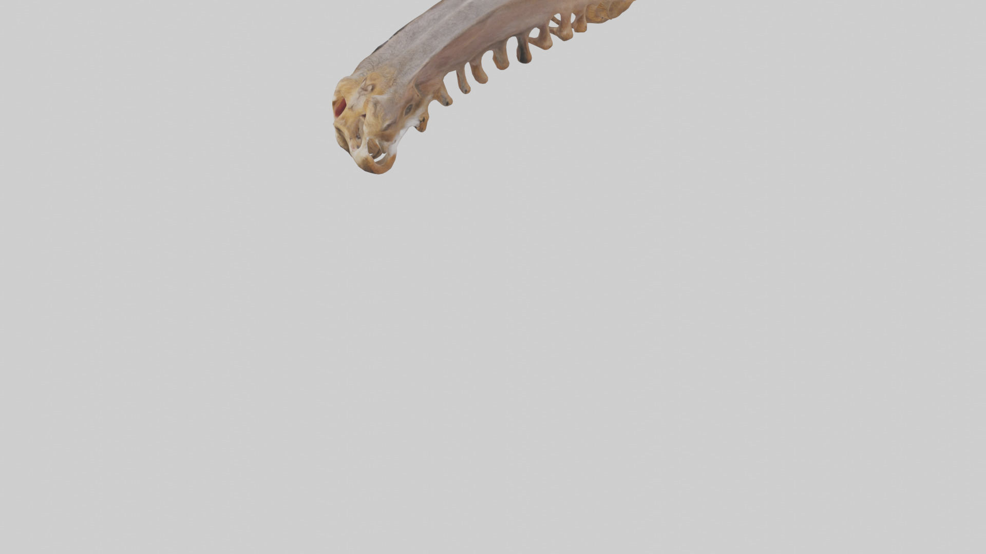 Squirrel Rib 3D model_5