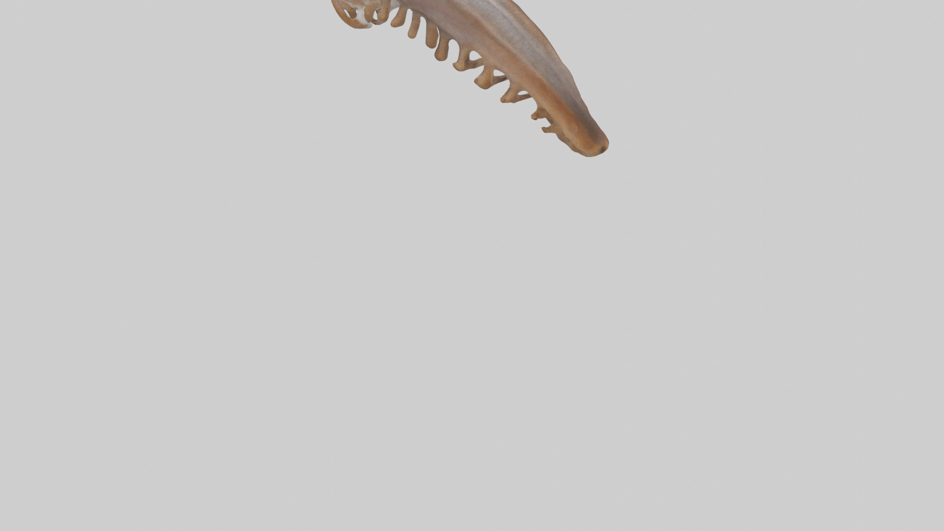 Squirrel Rib 3D model_3