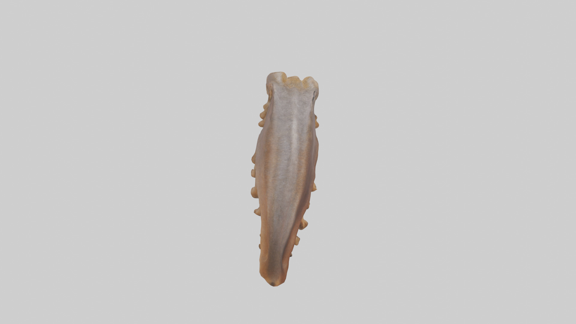 Squirrel Rib 3D model_15