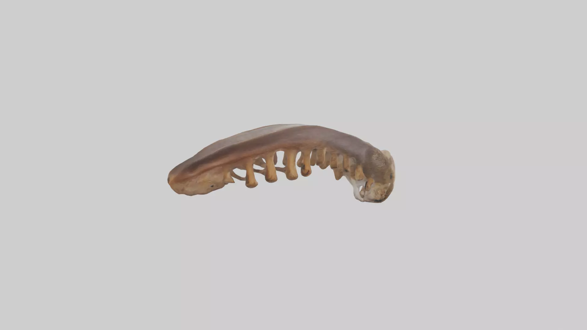 Squirrel Rib 3D model_0