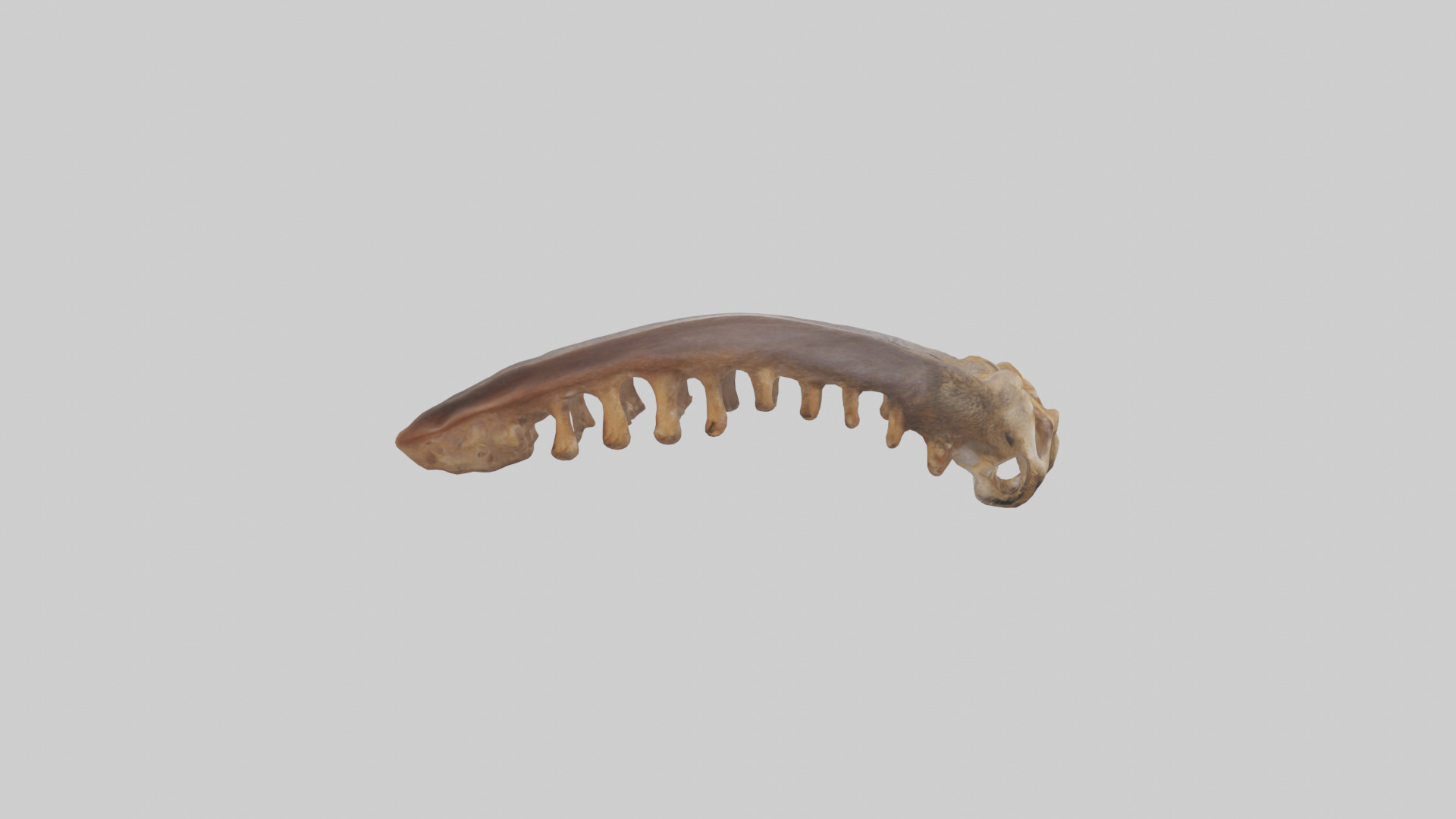 Squirrel Rib 3D model_13