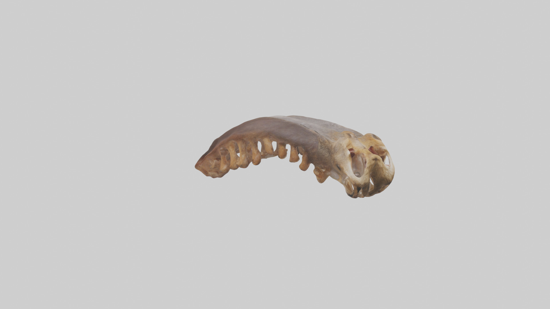 Squirrel Rib 3D model_7