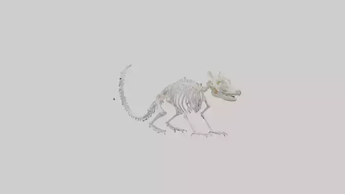 Squirrel Skeleton model