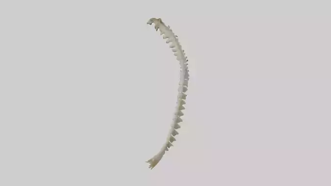 Squirrel Spine