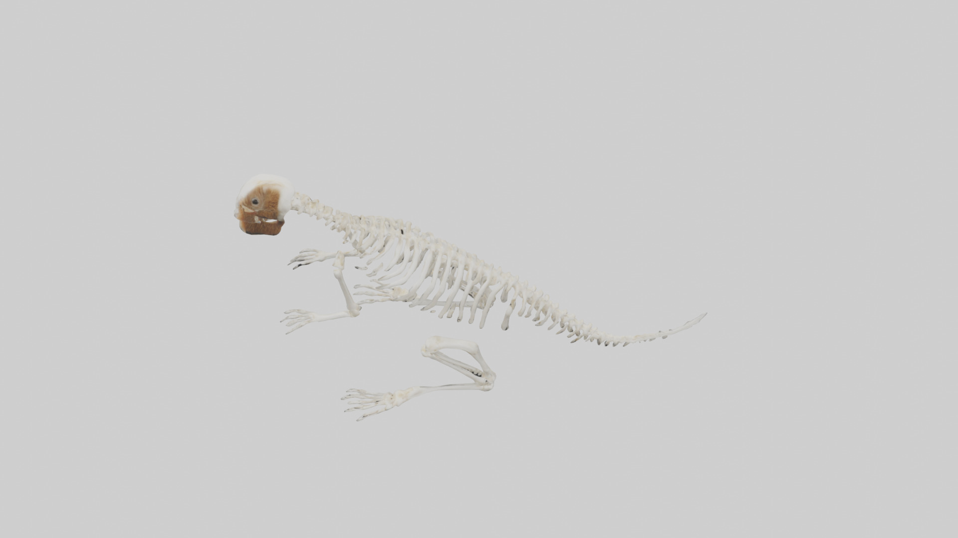 Squirrel Tail Skeleton model 3D model_16