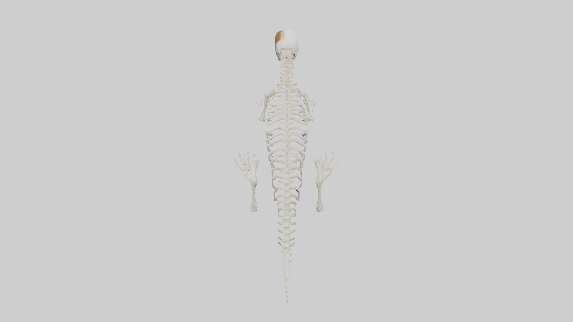 Squirrel Tail Skeleton model 3D model_17