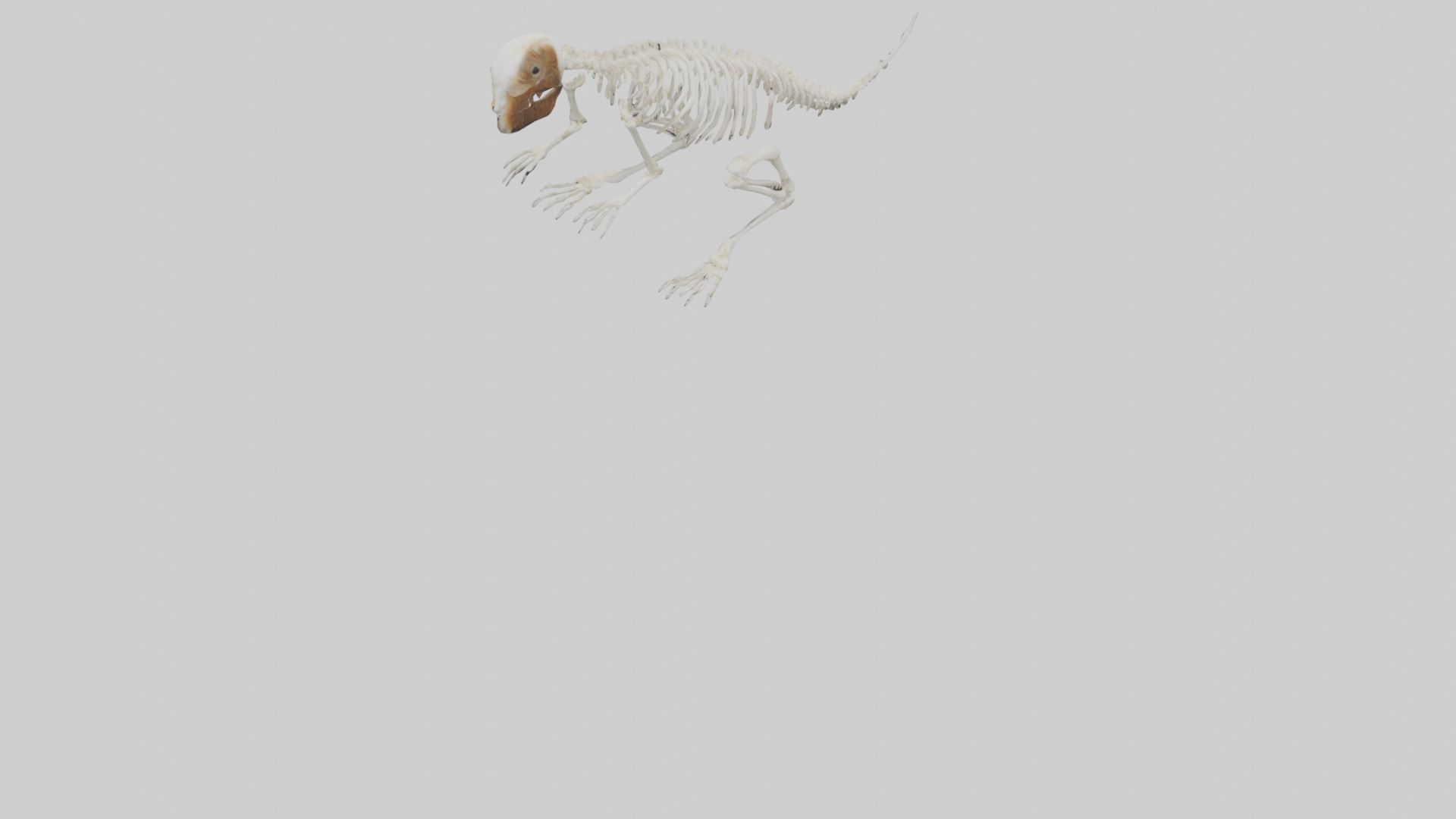 Squirrel Tail Skeleton model 3D model_6