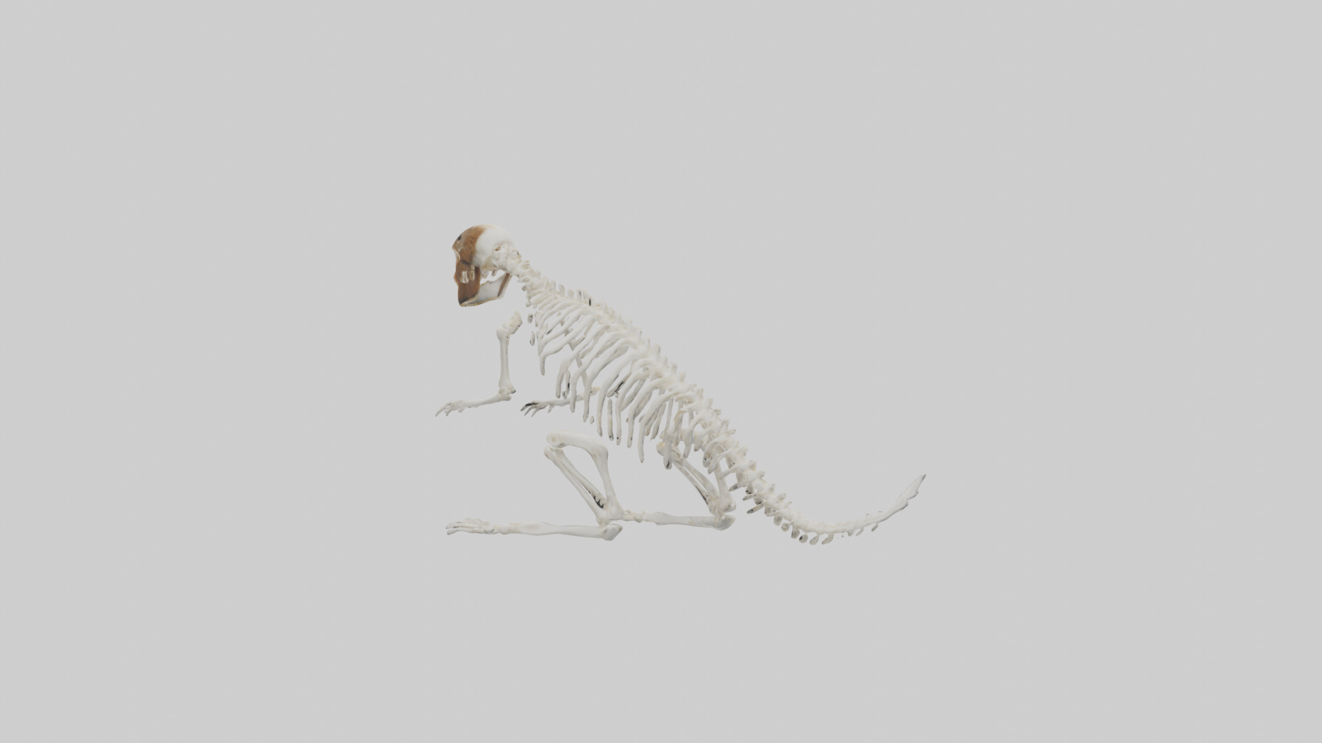 Squirrel Tail Skeleton model 3D model_10
