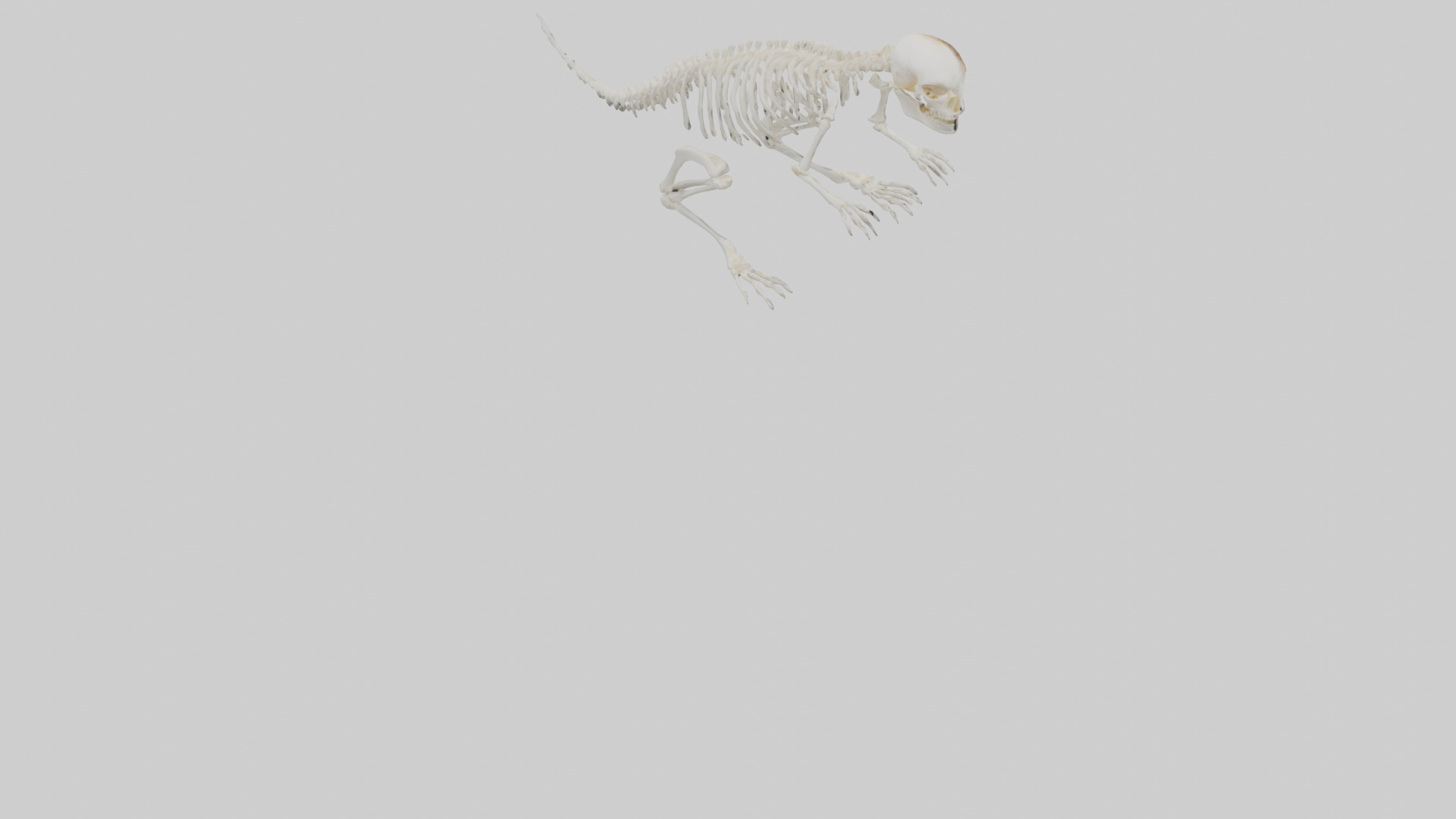 Squirrel Tail Skeleton model 3D model_4