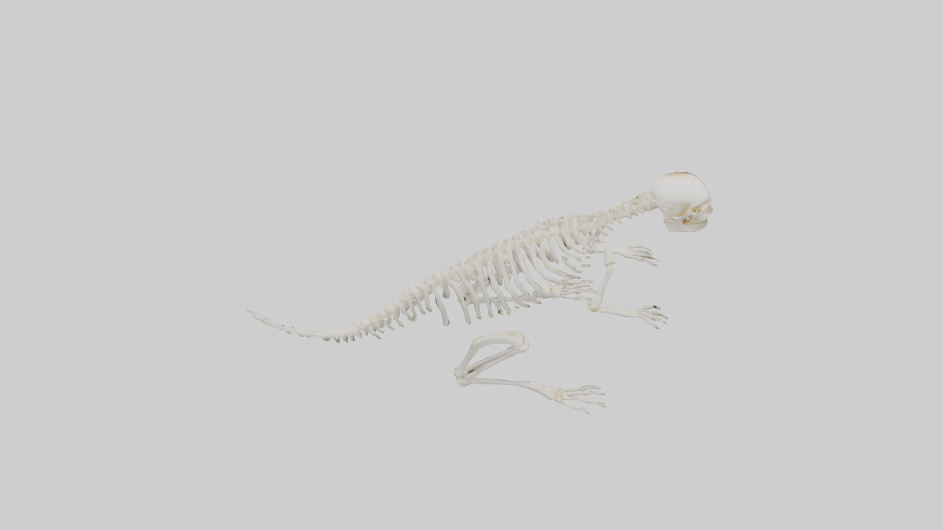 Squirrel Tail Skeleton model 3D model_15