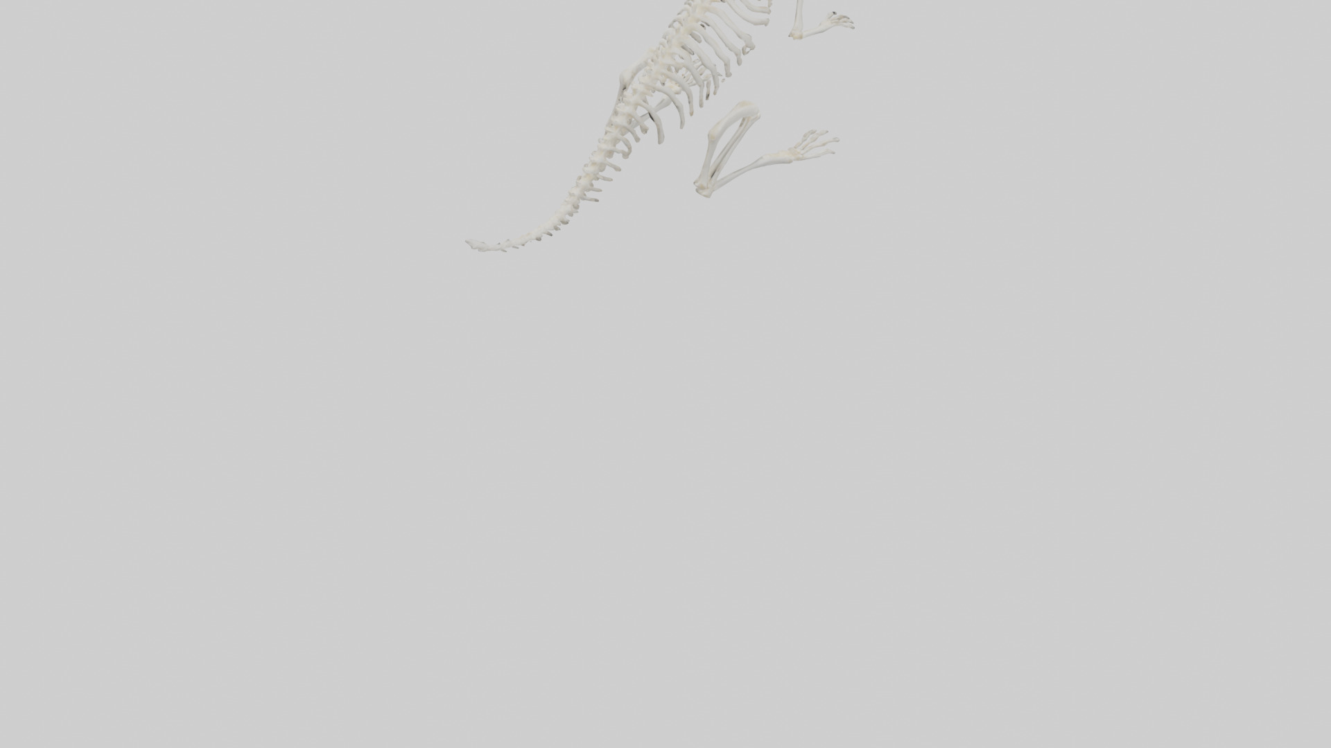 Squirrel Tail Skeleton model 3D model_3