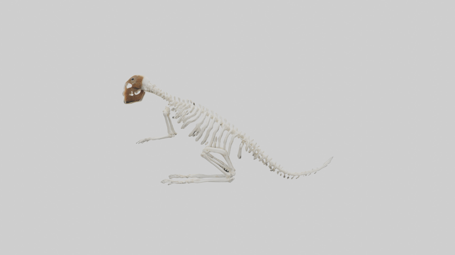 Squirrel Tail Skeleton model 3D model_9