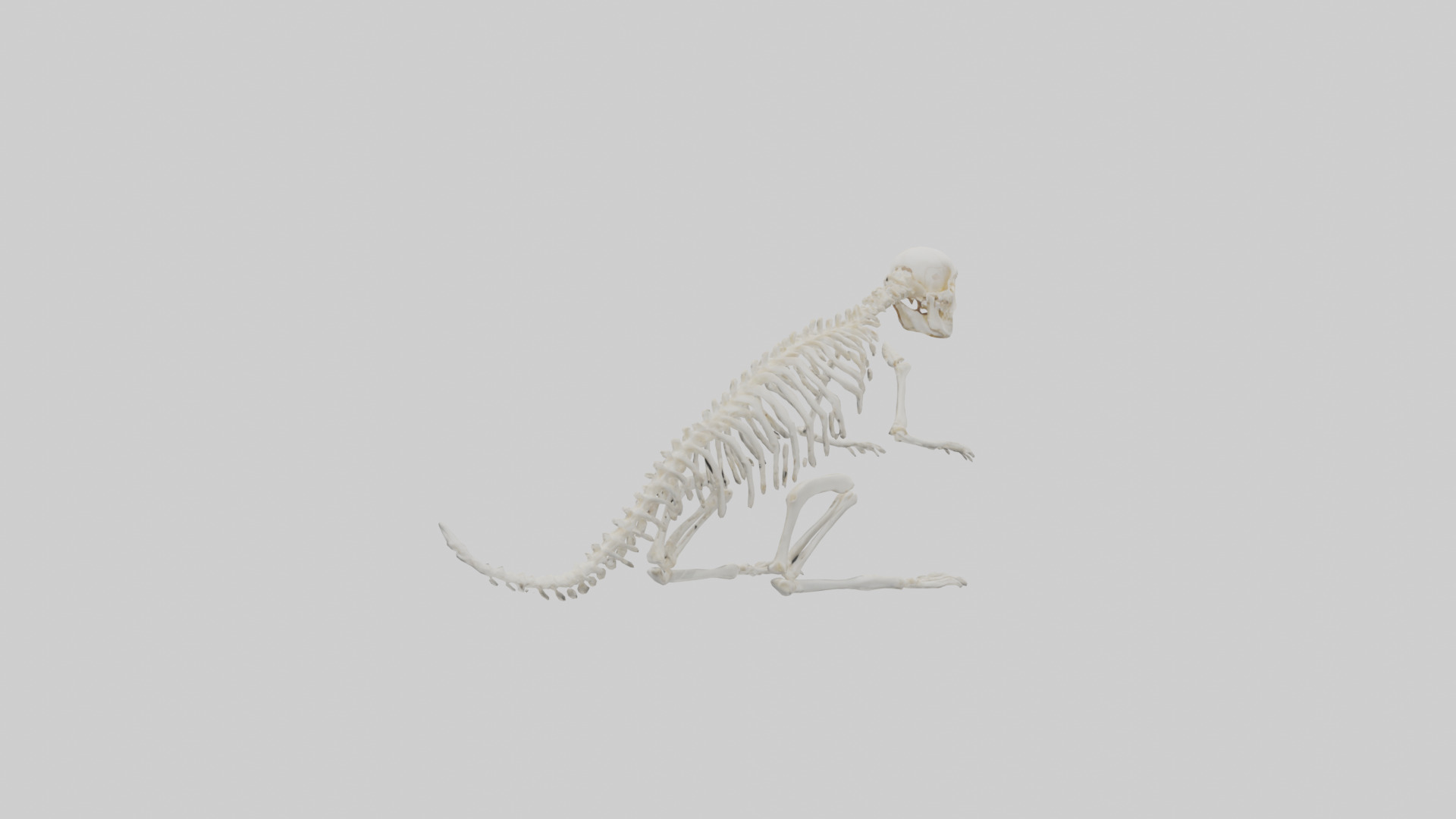 Squirrel Tail Skeleton model 3D model_1