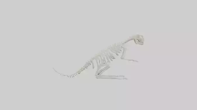 Squirrel Tail Skeleton model