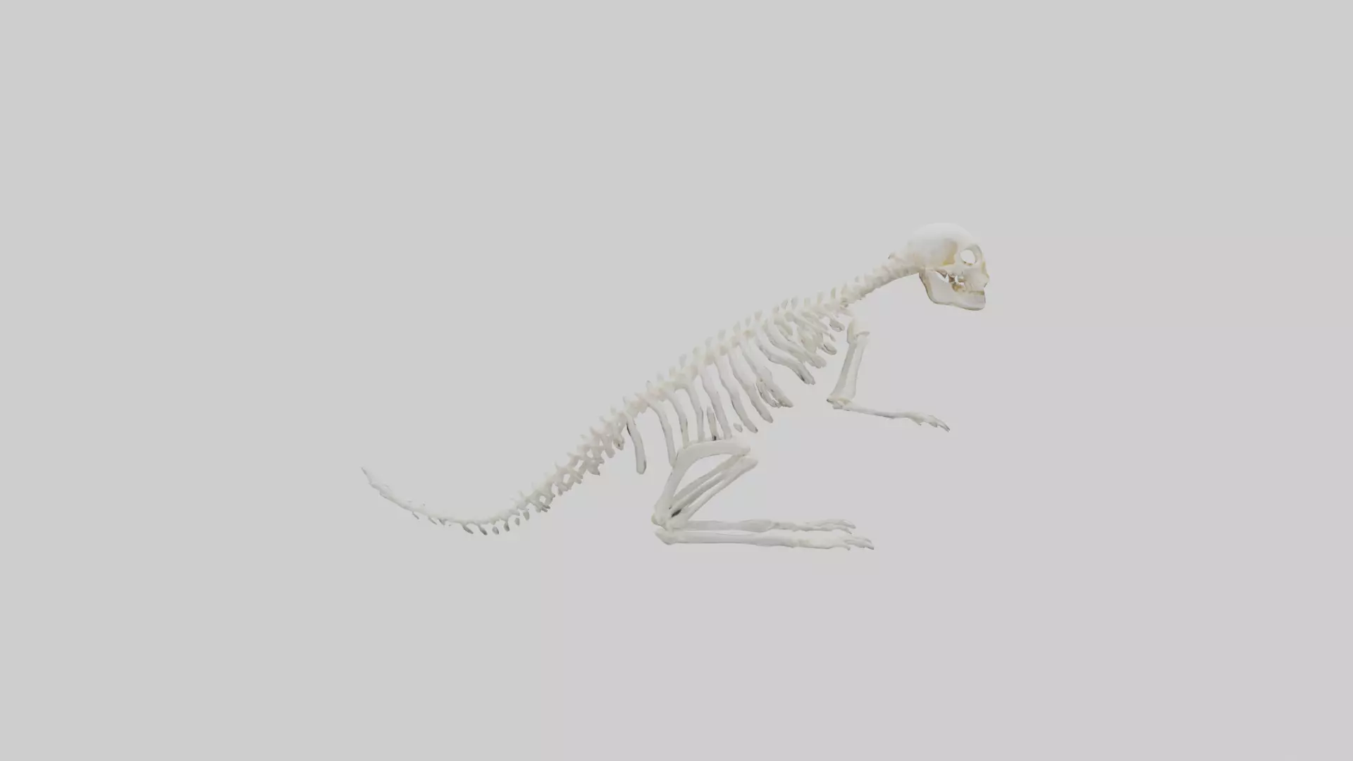 Squirrel Tail Skeleton model 3D model_0