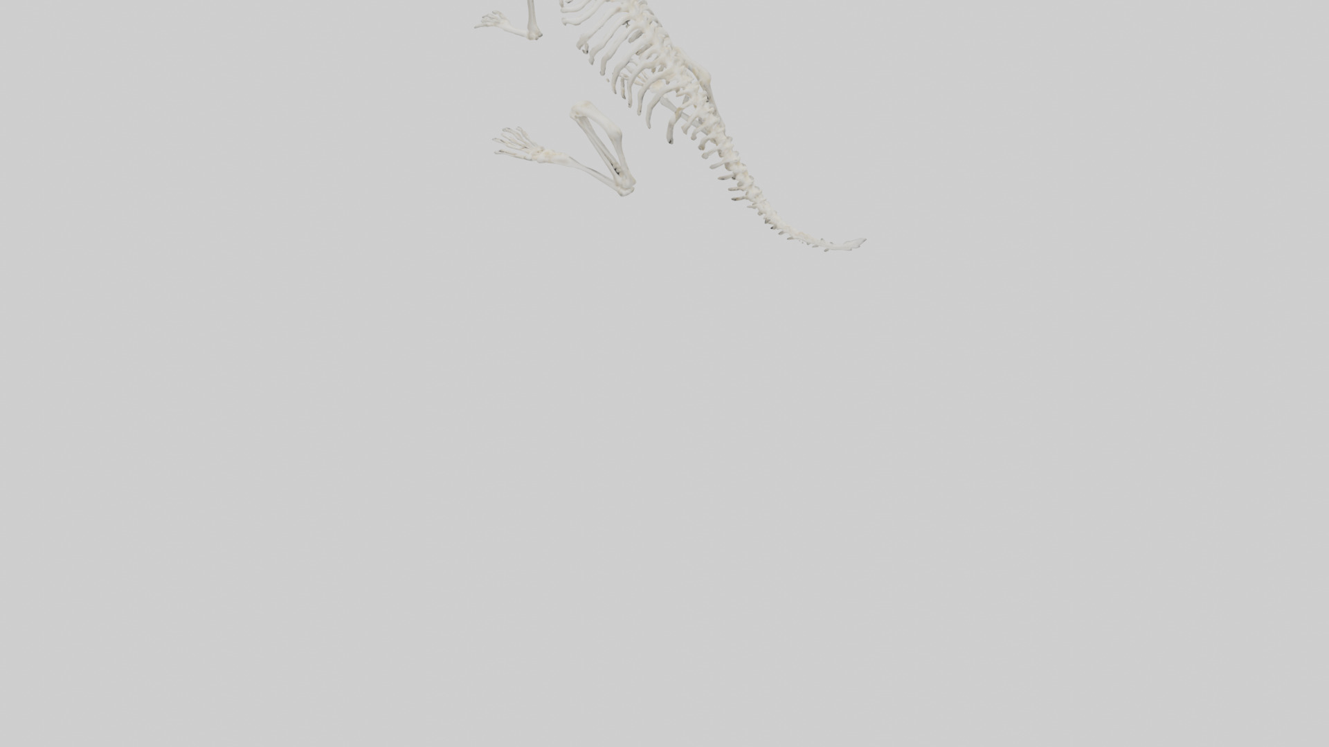 Squirrel Tail Skeleton model 3D model_5