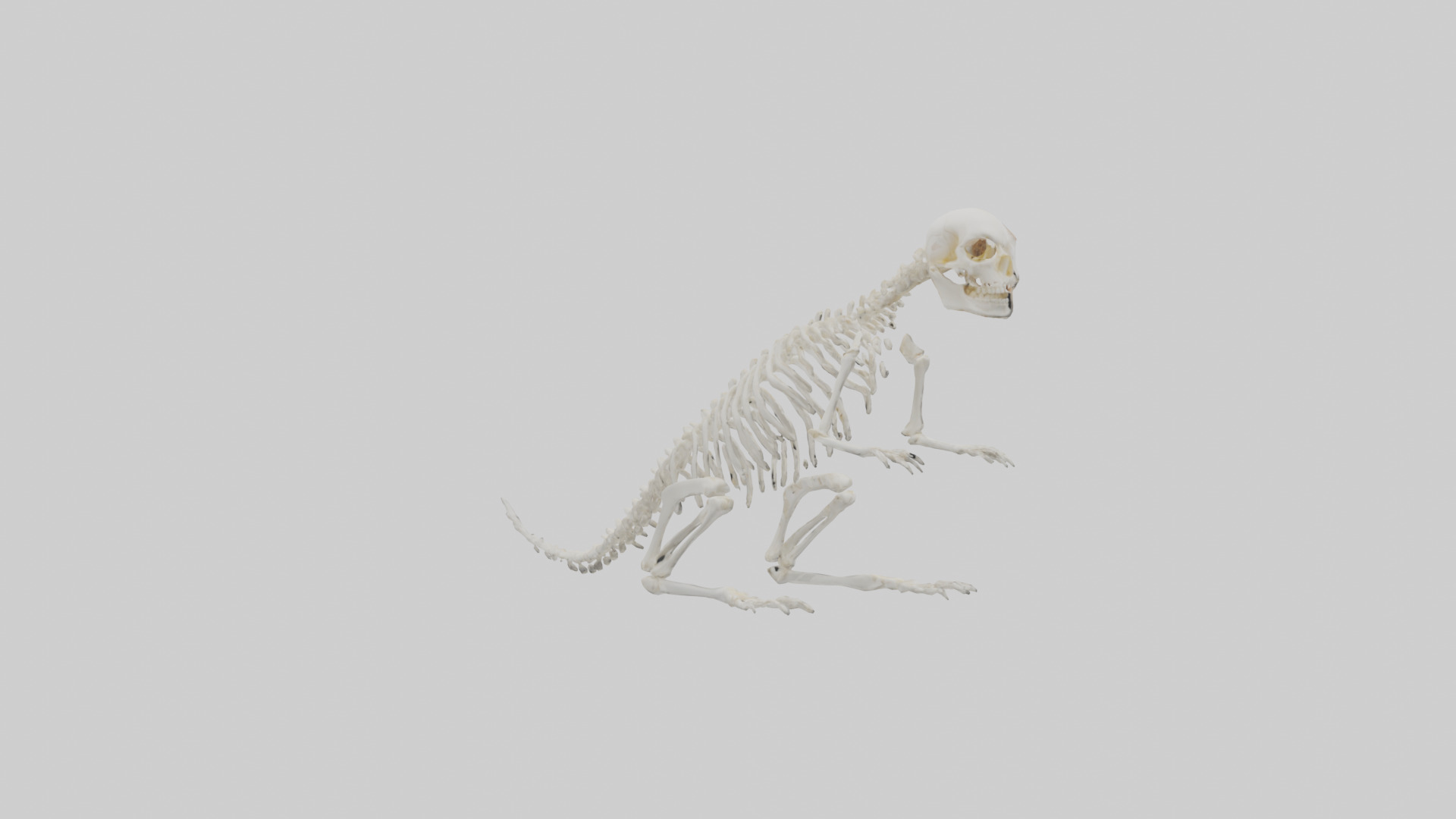 Squirrel Tail Skeleton model 3D model_2