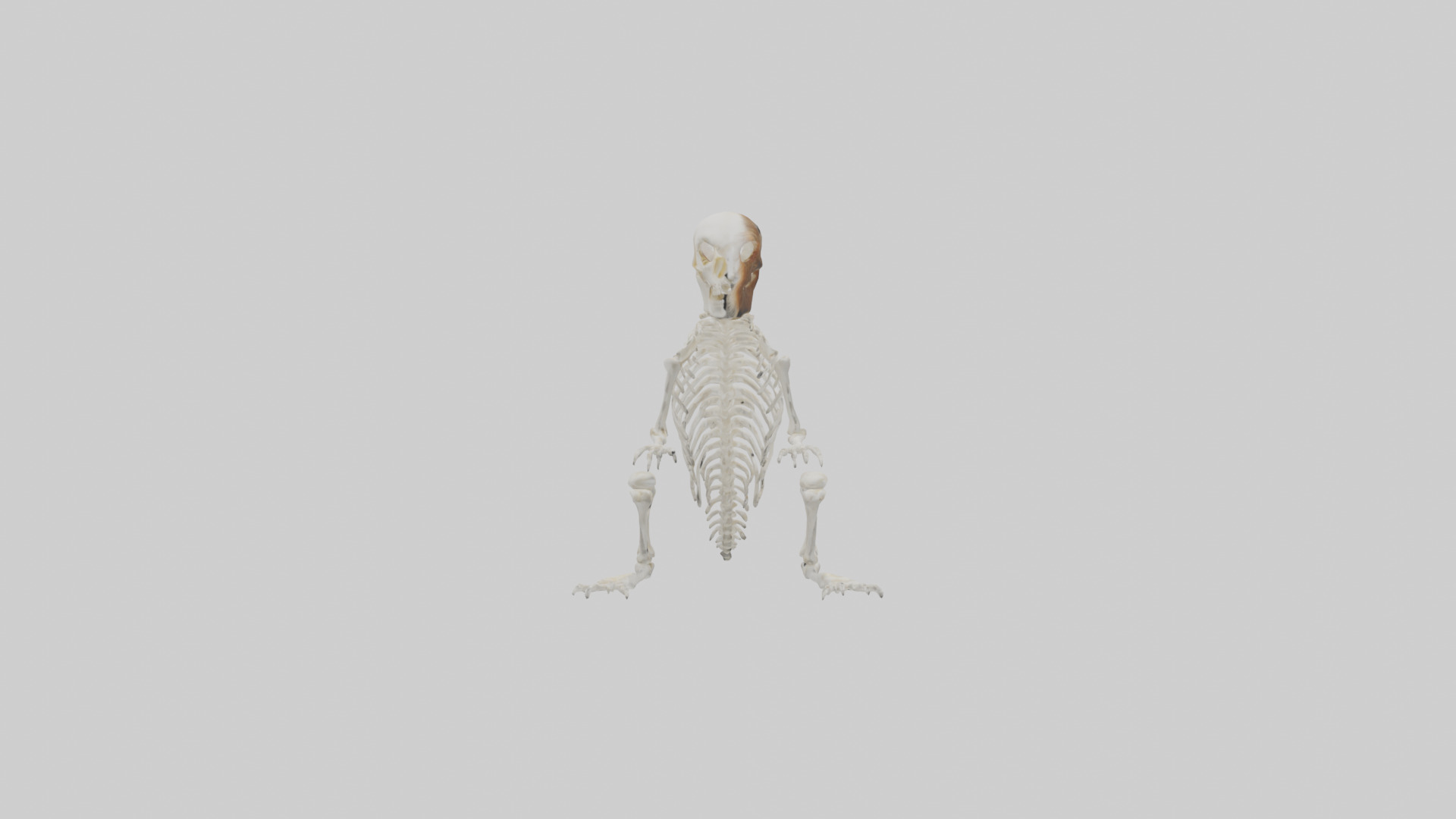 Squirrel Tail Skeleton model 3D model_13