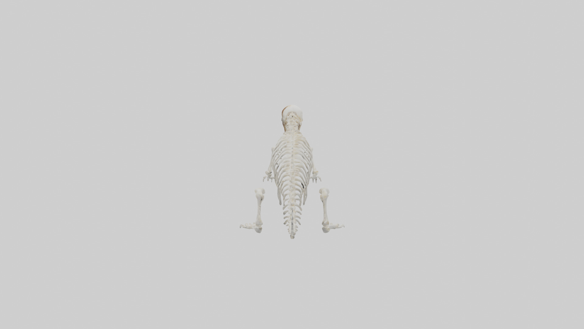Squirrel Tail Skeleton model 3D model_12