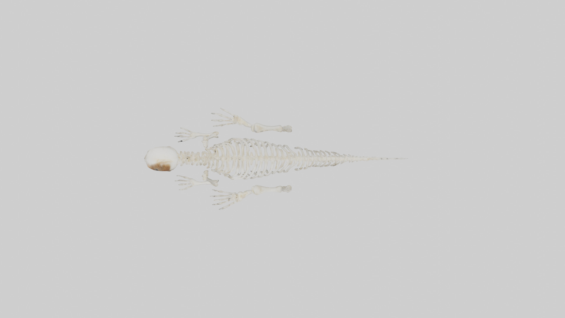 Squirrel Tail Skeleton model 3D model_14