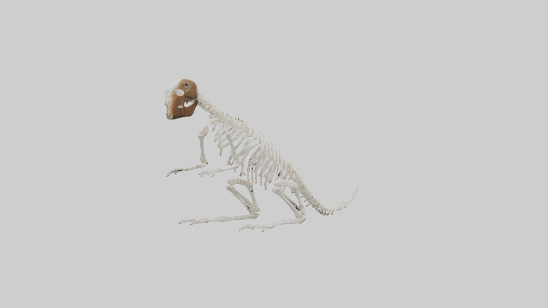 Squirrel Tail Skeleton model 3D model_11