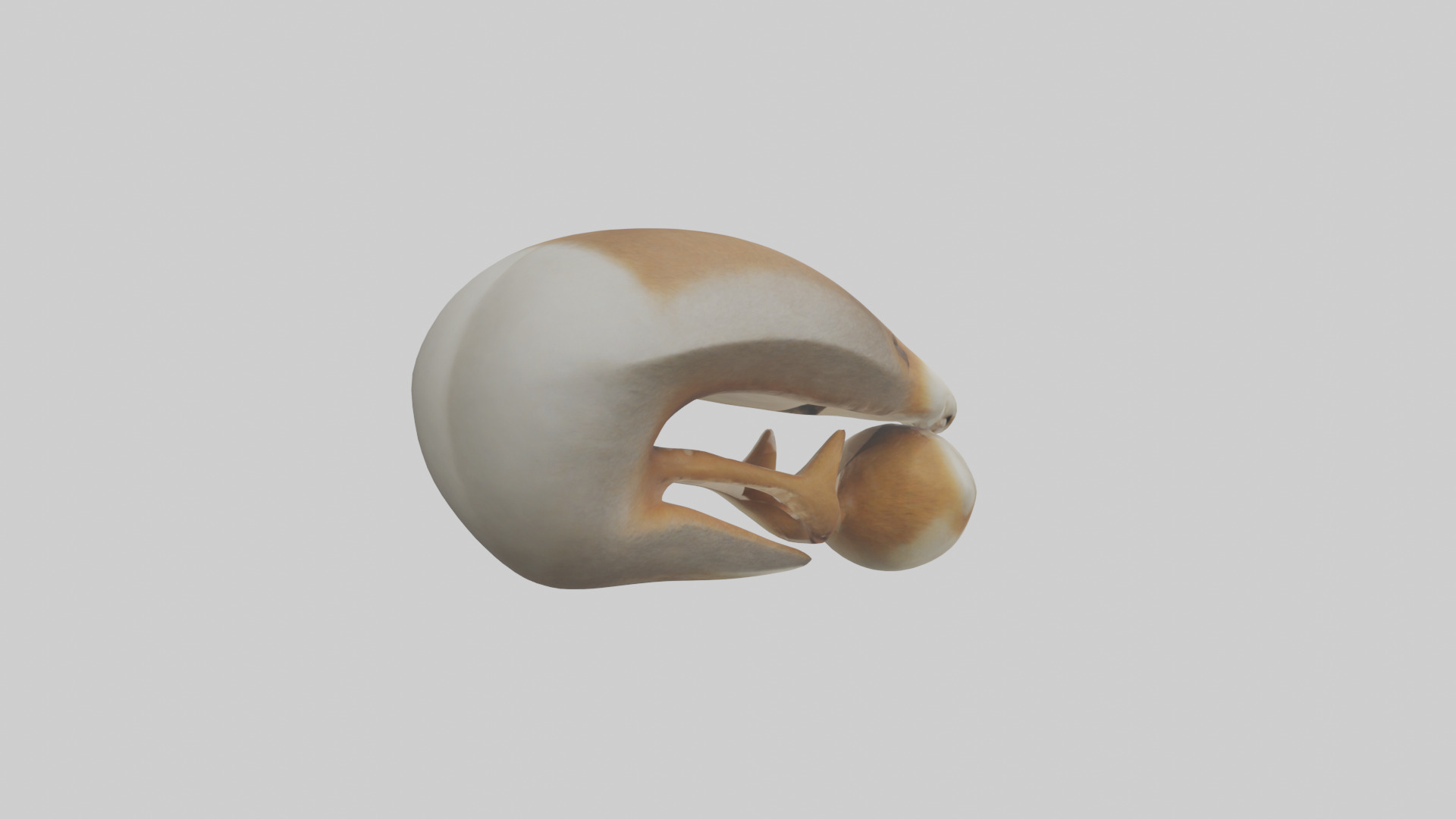 Squirrel Teeth Model 3D model_4