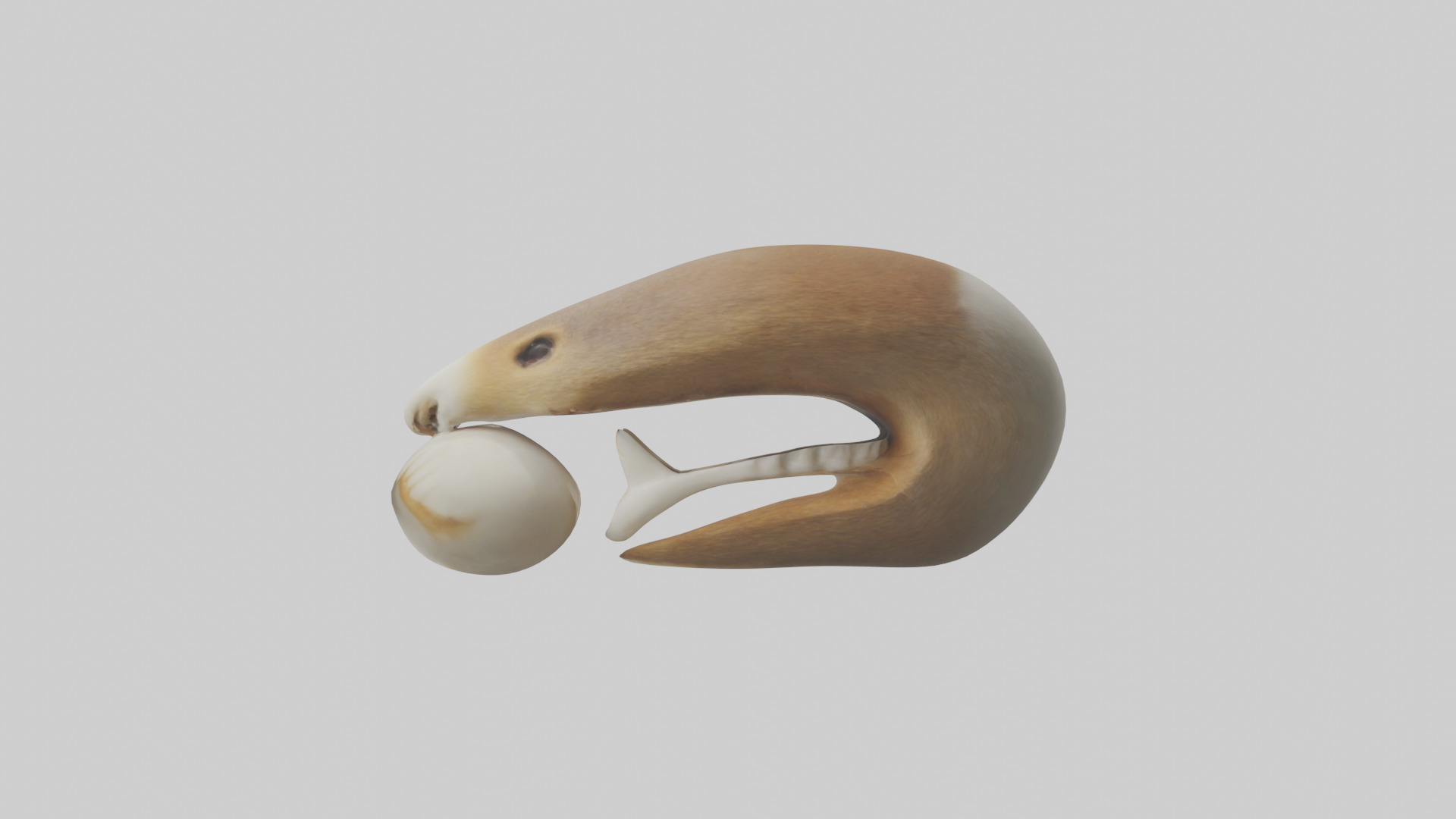 Squirrel Teeth Model 3D model_12